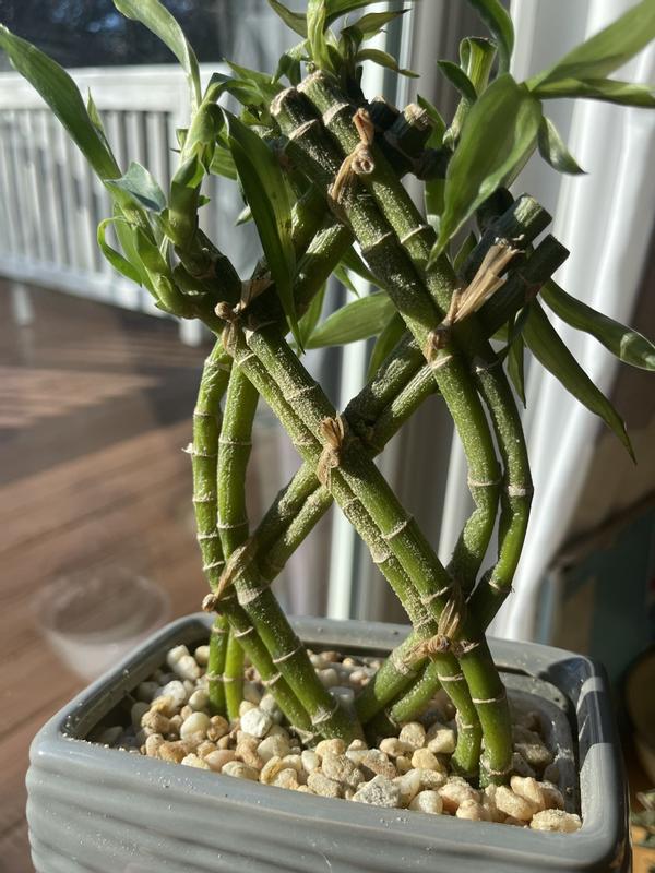 Costa Farms Lucky Bamboo House plant in 4 Inch(es) Pot 1.0 -Pack in the  House Plants department at Lowes.com