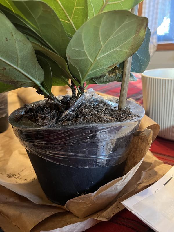 black zz plant for sale in usa Zamioculcas zamiifolia 'Oscura'