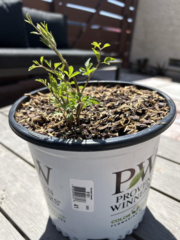 Proven Winners Pink Mink Clematis Flowering Shrub in 1-Gallon Pot