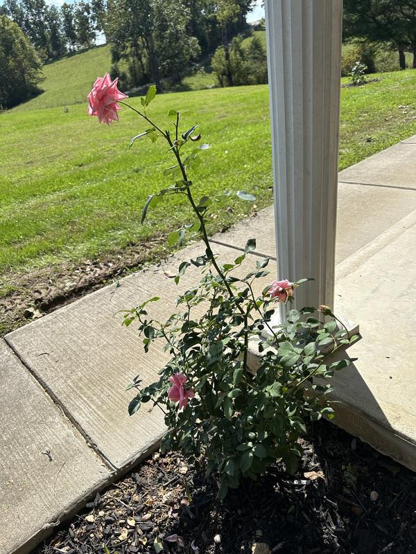 Lowe's 2.25-GAL ROSE PINK 62123FL at Lowes.com