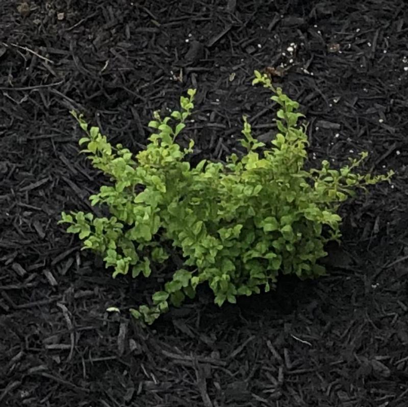 Southern Living Plant Collection Sunshine Ligustrum