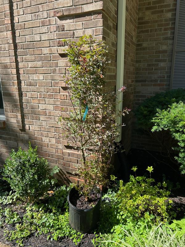Southern Planters 1 Count Feature Twombly's Red Sentinel Maple In pot ...