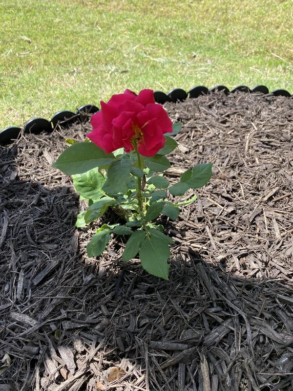 Van Zyverden Red Roses The Knockout Double Red Set Of 3 Bare