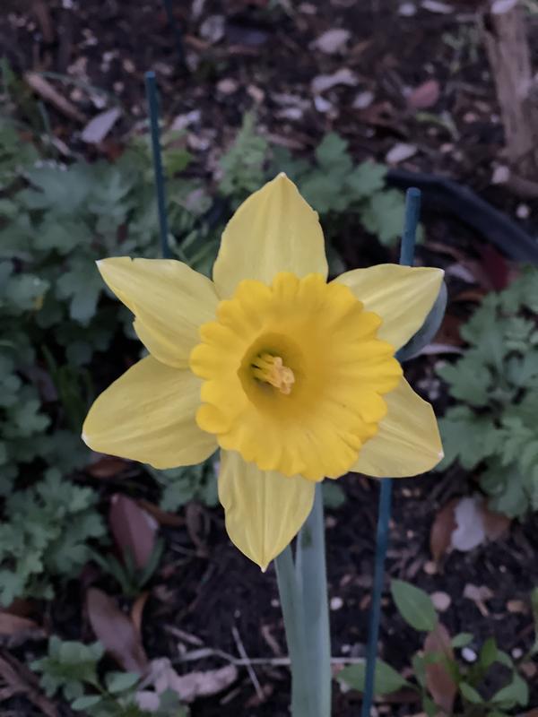 Longfield Gardens Daffodils, 100 count