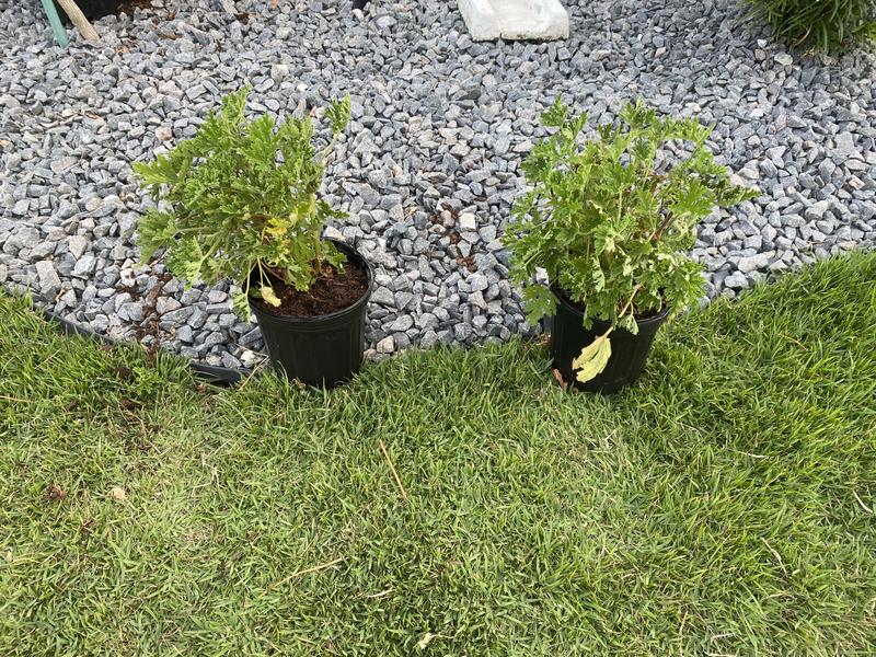 Citronella deals plant lowes