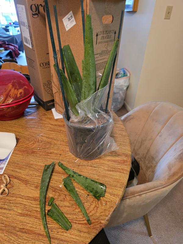 cy herat leaf philodendron Green HeartLeaf Philodendron  Crazy Plant Bae