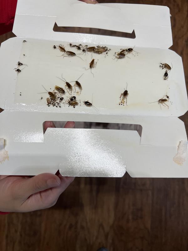 Lizards And Roaches Trap – HEALTH FREAK MOMMY