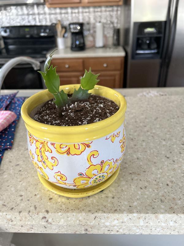 allen + roth Round 5.5-in W Small Yellow Ceramic Indoor