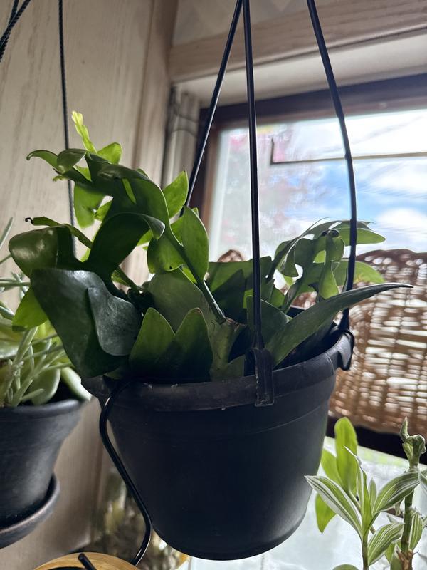 LiveTrends Sunny Side House Plant in 12-oz Hanging Basket