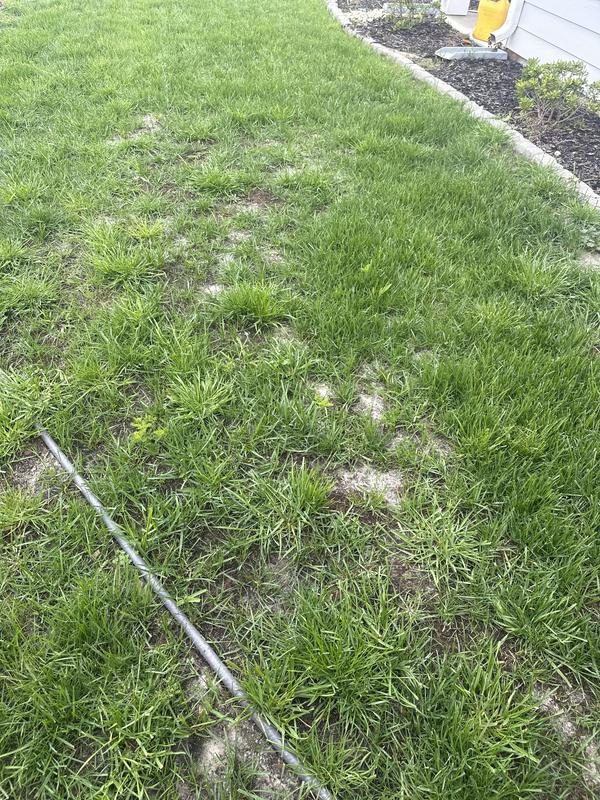 Scotts Rapid Grass Southern Gold 16-lb Tall Fescue Grass Seed 18412 at ...
