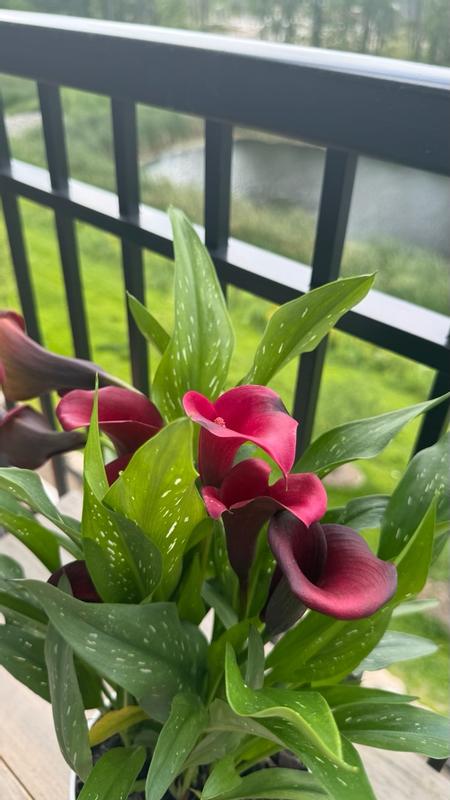 monrovia-1-quart-multicolor-zantedeschia-1-pack-low-maintenance-in