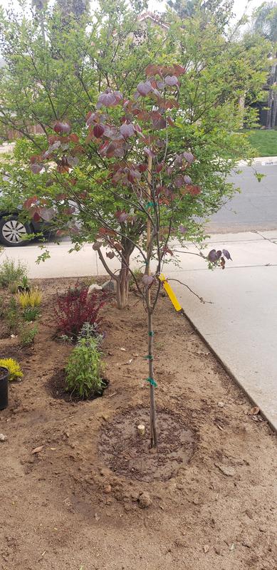 12.68 -Gallon Shade Redbud Pot in the Trees department at Lowes.com