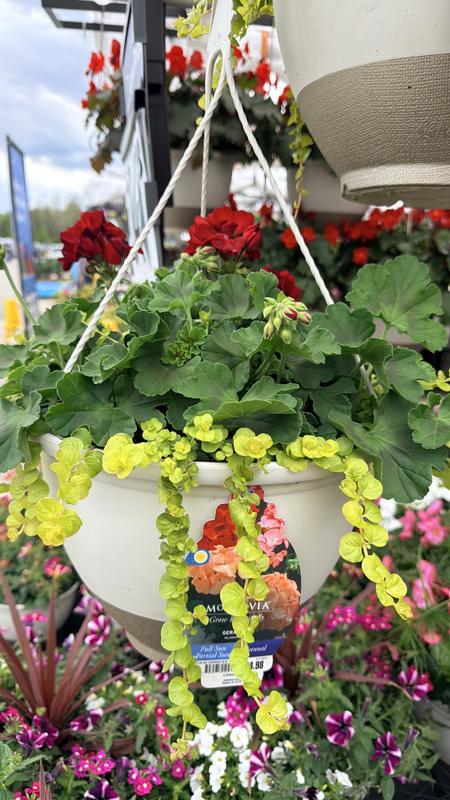 Lowe's 2.5 Gallon(s) Assorted colors Geranium Hanging Basket 1 -Pack ...
