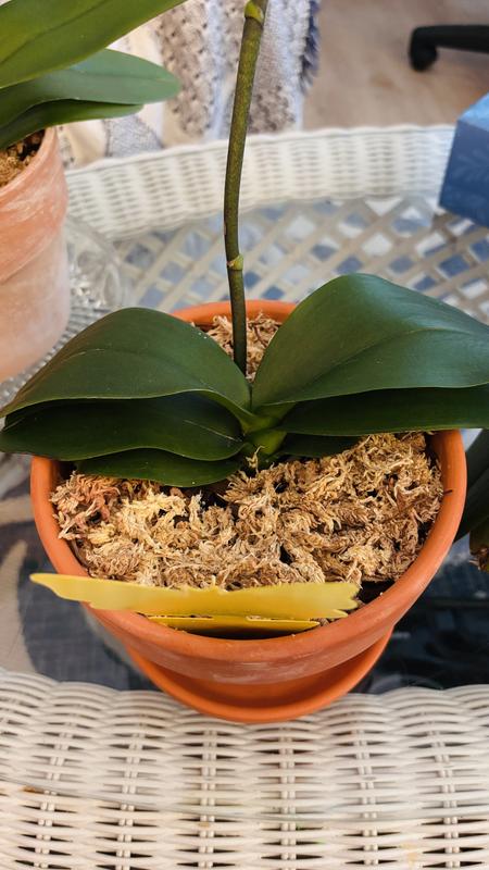 Shop Orchid Starter Kit at Lowes.com