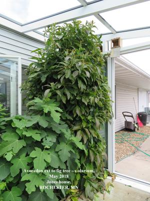 Lowe's Boston Ivy (L5318) in the Vines department at