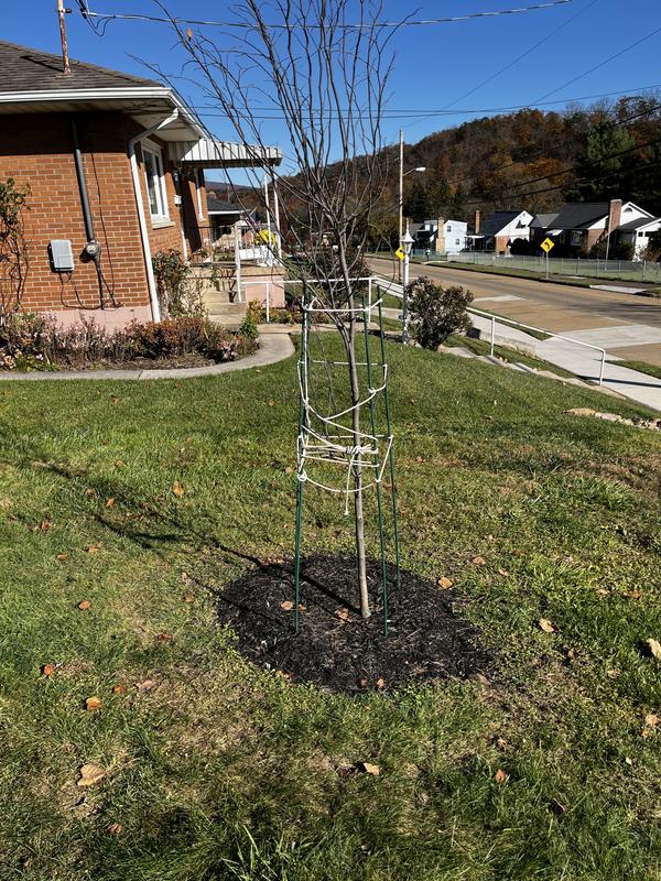 Gardener's Blue Ribbon 72-in Red Metal Stake in the Garden Stakes &  Shepherds Hooks department at