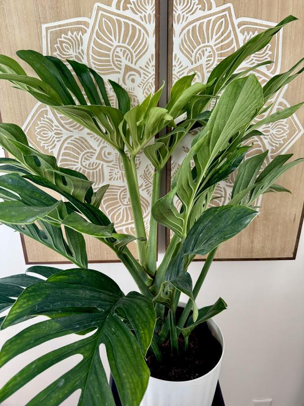 philodendron thailand Philodendron Thai Sunrise main image 0