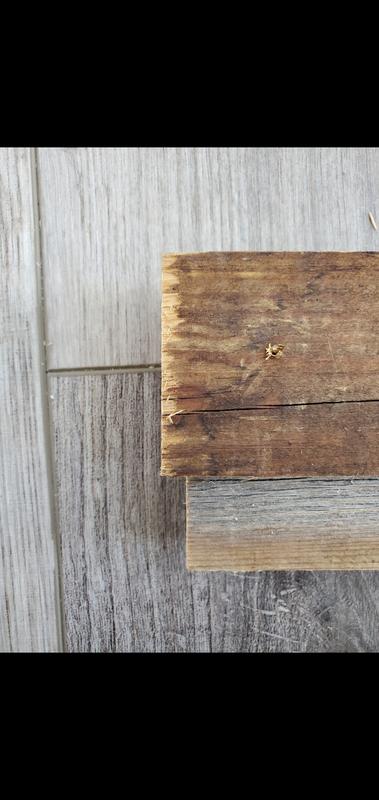 Sun Dance 5 inch Reclaimed Wood Panels – RECwood™ Planks