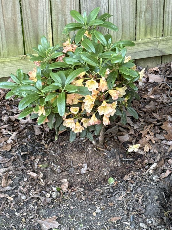 Monrovia 3.58-GAL RHODO SEPTEMBER SONG M 010175 at Lowes.com