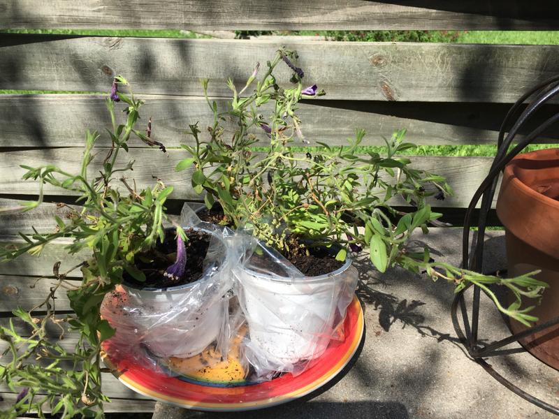 National Plant Network Purple Petunia in 4-in Pot LW1323 at Lowes.com