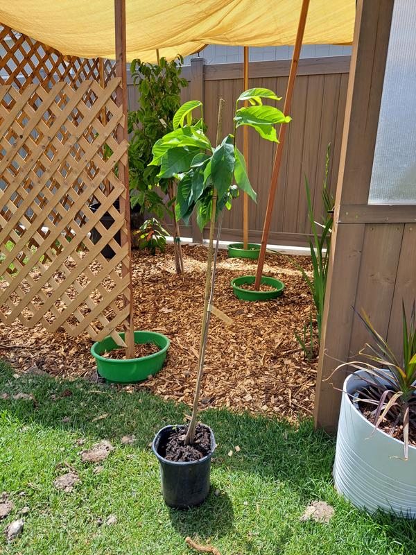 National Plant Network 1-Gallon White Fruit Olive Tree In Pot