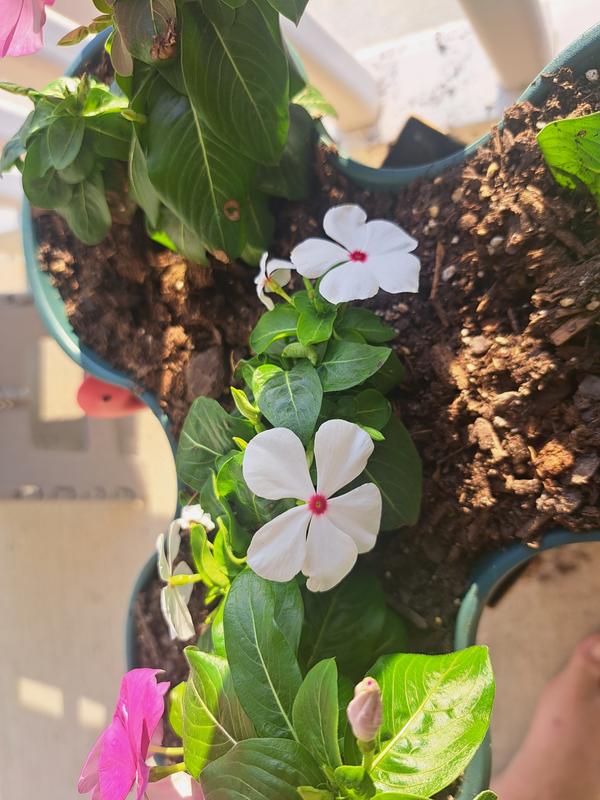 Reviews for Lowe's 5976358 Annuals