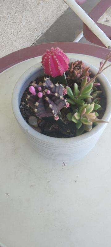 Altman Plants 3-Pack Grafted Cactus in 4-oz Pot 0872530 at Lowes.com