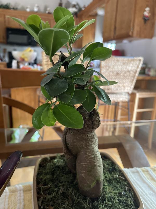 Costa Farms Green Mini Grower's Choice Bonsai House Plant in 4-in Pot  2-Pack in the House Plants department at Lowes.com