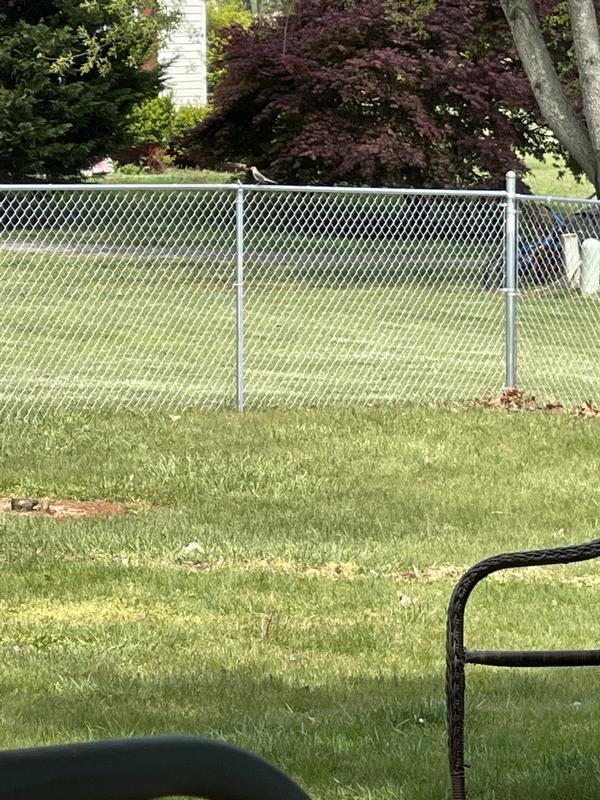 5 Ft H X 50 Ft L 11 5 Gauge Galvanized Steel Chain Link Fence Fabric In The Chain Link Fence Fabric Department At Lowes Com