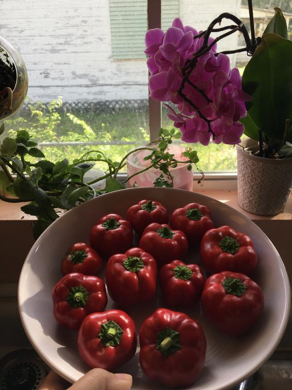 Fresh Red Bell Pepper For Delivery Near Me – Ecosprout