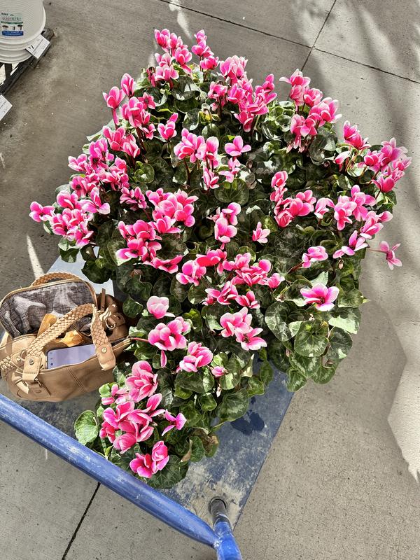 Monrovia 2 Quart(s) Assorted colors Alpine Violet 1 -Pack in the ...
