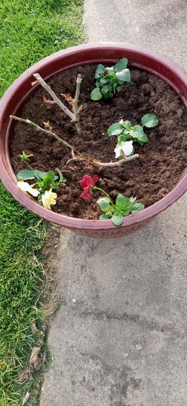 Lowe's Multicolor Pansy in 2.5-Quart Pot in the Annuals department