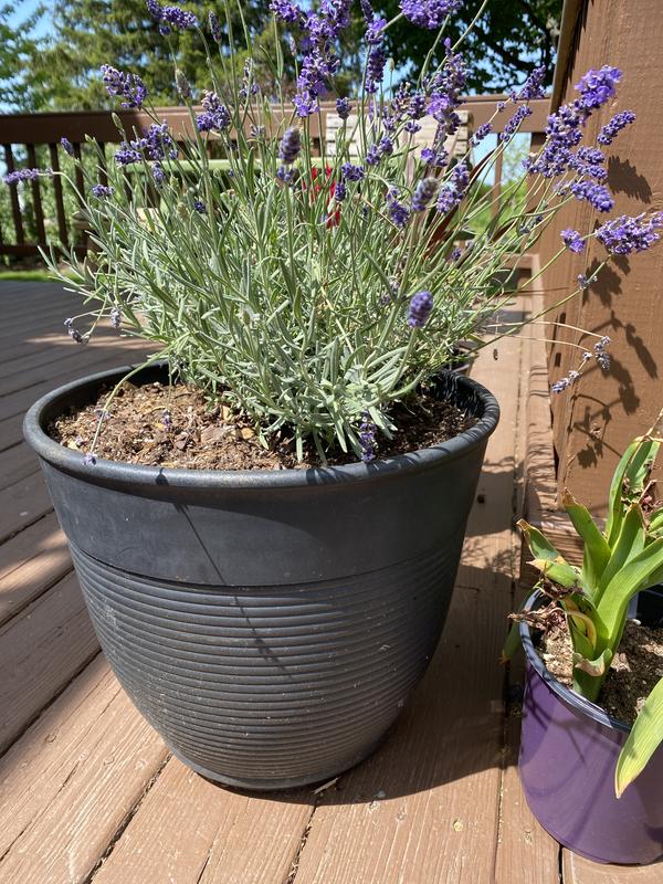 Lowe's Purple Lavender in 1.5-Gallon (s) Pot in the Perennials department  at