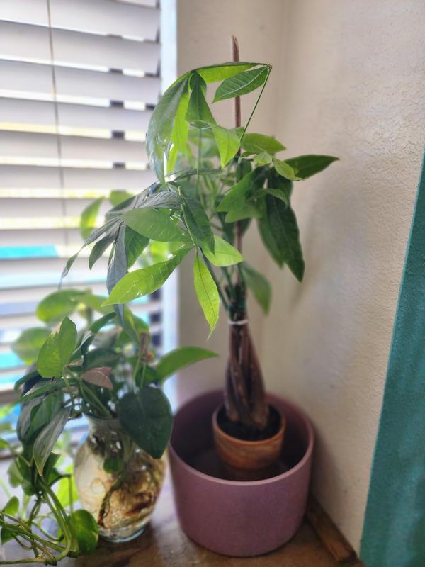 Costa Farms Pachira Braid Money Tree House Plant in 5-in Pot  CO.PAC45.1.RCP.BLK at Lowes.com