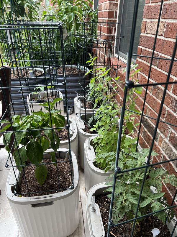 Ferry-Morse 1.31 Quarts Supersweet 100 Tomato Plant 1 -Pack in the ...