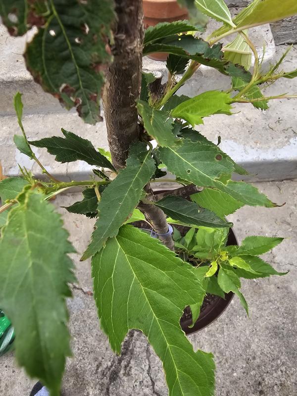Online Orchards Royal Ann Cherry Tree - Prunus avium - Bare Root
