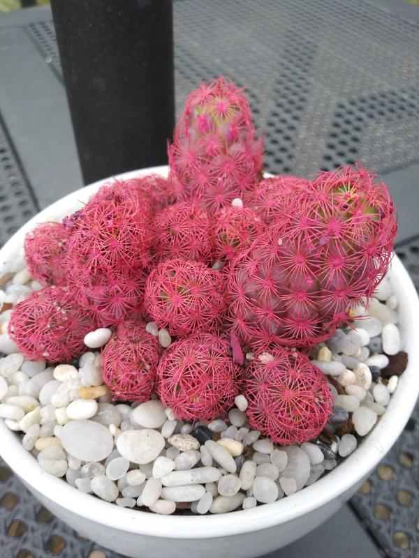 Desert Gems Colorful Cactus