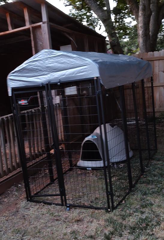 Pet Sentinel Any Pet Welded Steel Dog Kennel with Roof Outdoor 8 ft L x 4 ft W x 6 ft H in the Crates Kennels department at Lowes