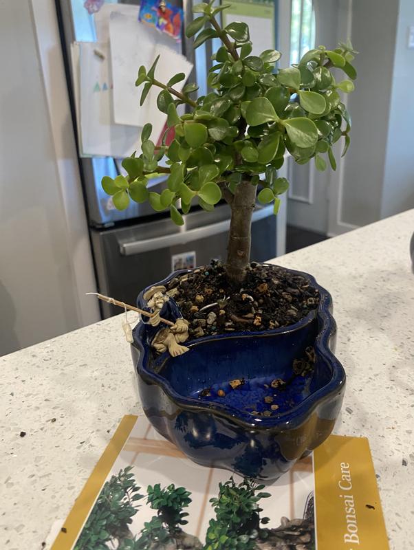 Brussel's Bonsai Dwarf Jade In Zen Pot House Plant in 1-in Planter