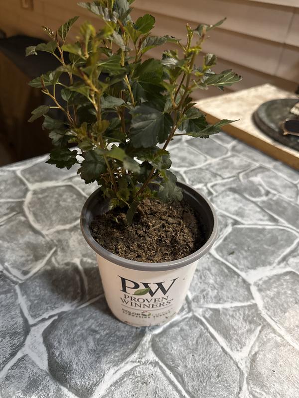 Proven Winners Multicolor Tiny Wine Ninebark (Physocarpus