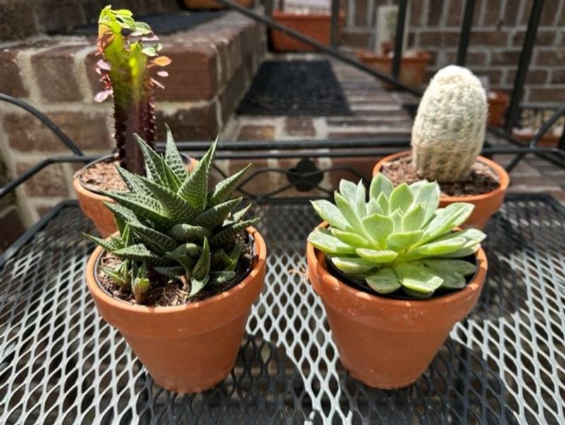 Costa Farms 4.0 -Pack Cacti and Succulents in 4 -in Pot in the