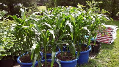 ns.productsocialmetatags:resources.openGraphTitle  Rope handles, Plastic  buckets, Garden tool storage