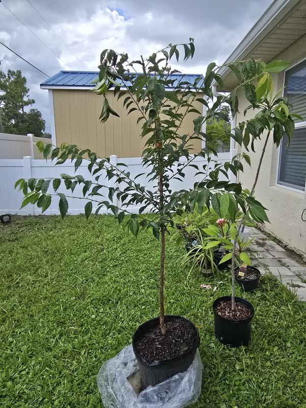 Southern Planters 7-Gallons Pink Flowering Okame Cherry In