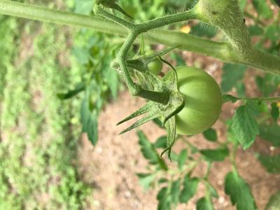 Jet Star Tomato – Bonnie Plants