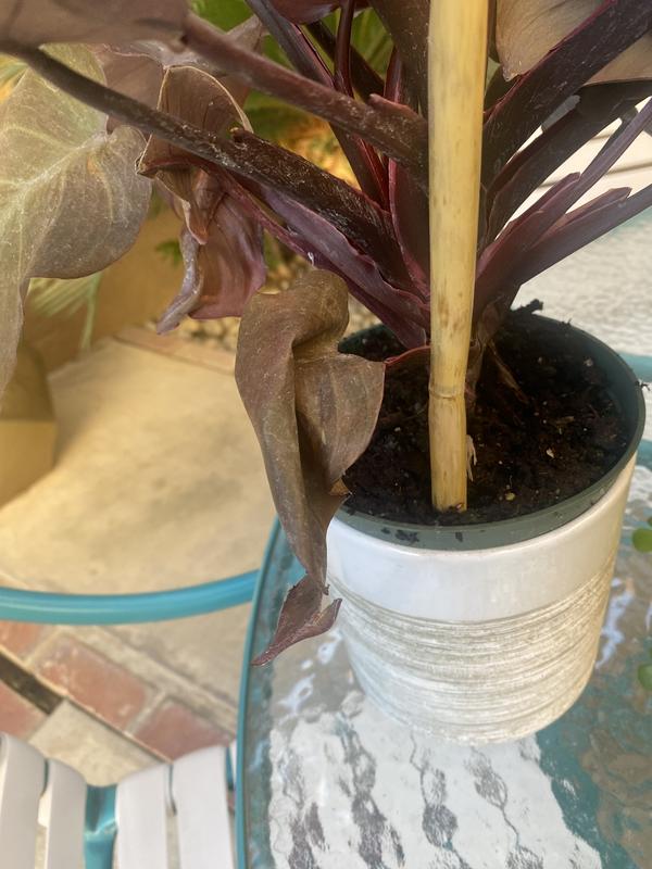 pothos climbing pole Green Moss Pole – Ruby Flora Plant Shop main image 1