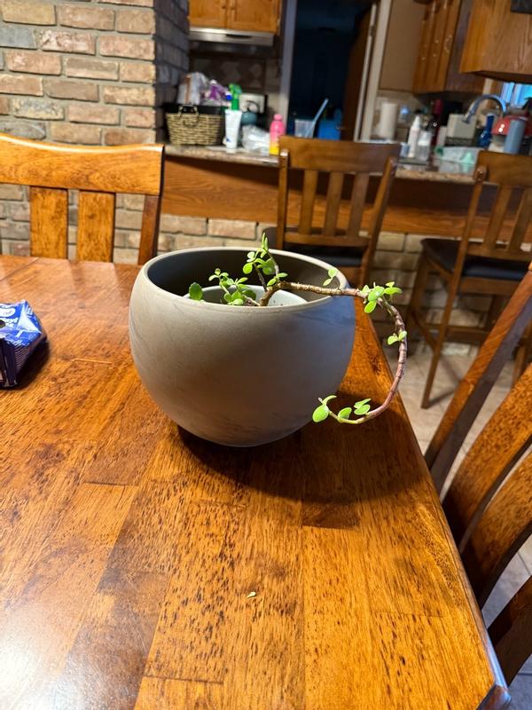 Round 7.5-in W x 10.25-in L Brown Terracotta Indoor/Outdoor Planter in