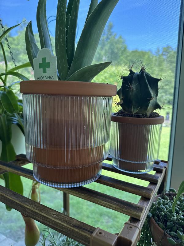 Lowe's 1.0 -Pack Aloe vera in 11 -oz Planter in the Succulents department  at Lowes.com