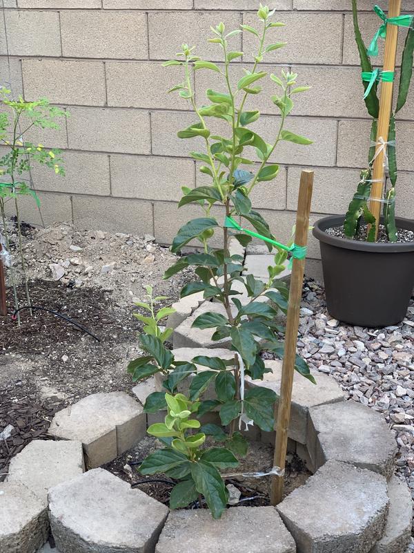 National Plant Network 1-Gallon White Fruit Olive Tree In Pot