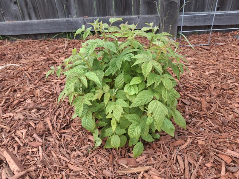 Gurney's Seed and Nursery Latham Raspberry Plant - 1.5 Gallon Pot ...