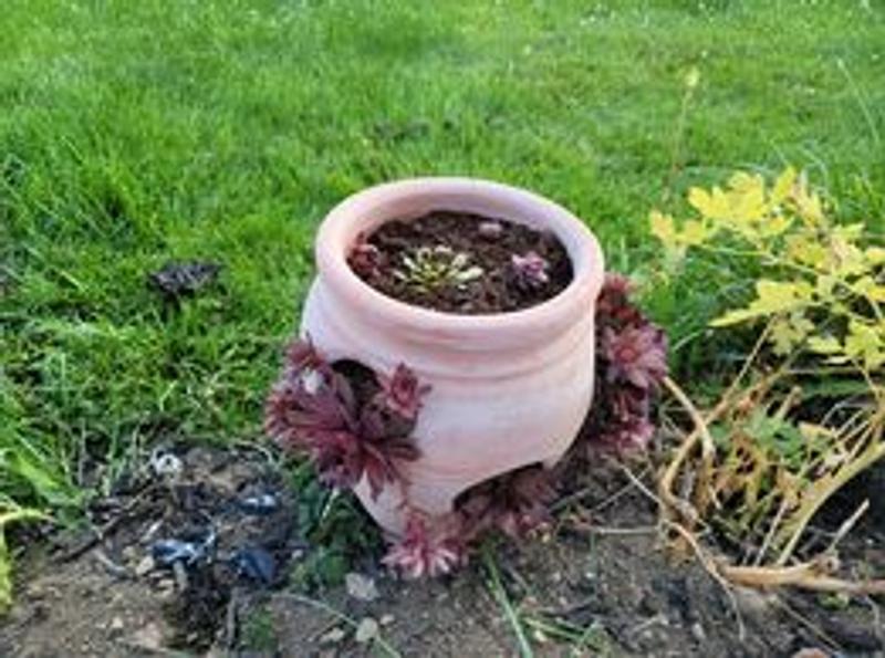 Pennington 7.25-in W Large Orange Clay Indoor/Outdoor Planter With